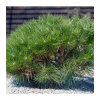 Borovice kleč - Pinus mugo pumilio - prodej semen - 5 ks