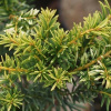 Tis červený 'Luca' - Taxus baccata 'Luca', Kontejner o objemu 10 litrů