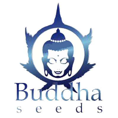 Buddha seeds Magnum AUTO Počet ks Feminizované: 25