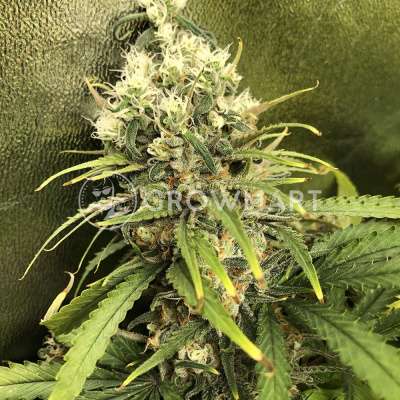 Royal Queen Seeds SPECIAL KUSH 1 semena neobsahují THC 10Ks