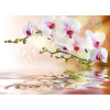 WEBLUX Fototapeta vliesová white orchids on water with drop - 59169031 bílé orchideje na vodě s poklesem, 200 x 144 cm