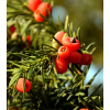 Tis červený - Taxus baccata - osivo tisu - 5 ks
