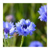 BIO Chrpa modrá - Centaurea cyanus - prodej bio semen - 30 ks