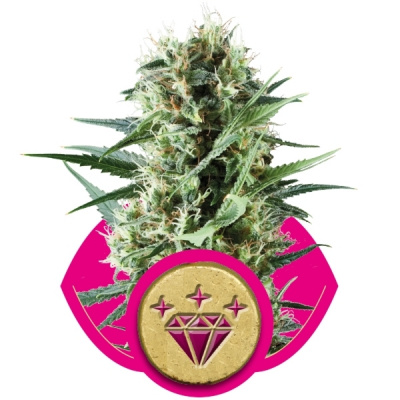 Royal Queen seeds Special Kush n. 1 semena neobsahují THC 10 ks