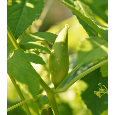 Gigantická ačokča - Cyclanthera pedata - semena - 5 ks