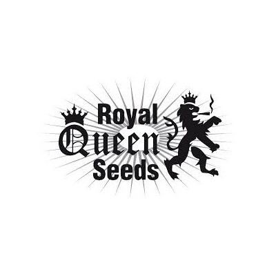 Special Kush no.1 Fem., Balení 10 ks Royal Queen Seeds