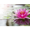 WEBLUX Fototapeta vliesová Pink lotus - 52988888 Růžový lotos, 100 x 73 cm