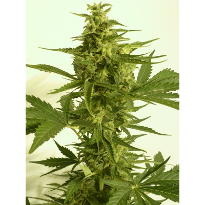 T.H. Seeds Auto Critical HOG feminizovaná autoflowering Balení: 5 ks