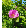 Růže svraskalá - Rosa rugosa - semena - 5 ks