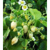 Jahodník měsíční Yellow Wonder - Fragaria vesca - semena jahodníku - 0,1 g