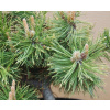 Borovice kleč, Pinus mugo pumilio ( 20/30cm C1L)