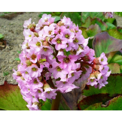 Bergénie růžovo fialová, Bergenia cordifolia