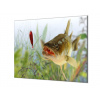 Ochranná deska candát ryba - 65x65cm / Bez lepení na zeď