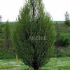 Zahradnictví Arónie Habr obecný - Carpinus betulus ´Fastigiata´ - 350 cm Exkluziv Carpinus betulus Fastigiata