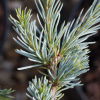 Cedrus atlantica 'Glauca'125–150cm, výška 10–20m, do – 23 °C