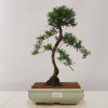 Venkovní bonsai - Taxus bacata - Tis červený