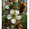 Woolly Tea Tree - Leptospermum Lanigerum - semena tea tree - 20 ks