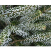 Jedle korejská, Abies koreana ´Silberlocke´ ( 30/50cm kontejner 5L)