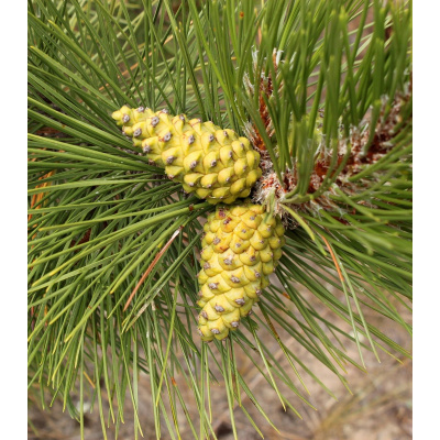 Borovice černá - Pinus nigra - semena - 4 ks