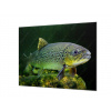 Ochranná deska ryba pstruh pod hladinou - 60x80cm / S lepením na zeď