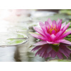 WEBLUX Fototapeta vliesová Pink lotus - 52988888 Růžový lotos, 270 x 200 cm