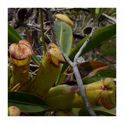 Láčkovka madagaskarská - Nepenthes madagascariensis - prodej semen - 10 ks