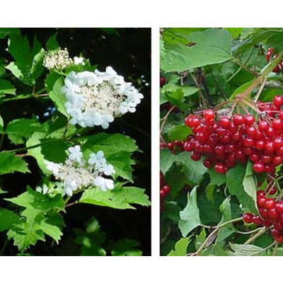 Kalina obecná "VIBURNUM OPULUS" (V kontejneru, výška cca 40 - 60 cm)