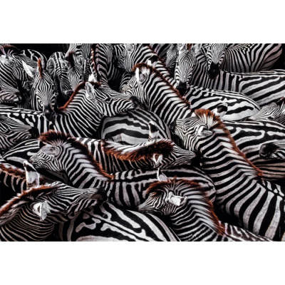 CLEMENTONI Puzzle National Geographic: Zebry v ohradě 1000 dílků
