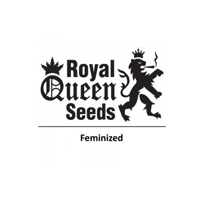 ROYAL QUEEN Seeds Fem. SPECIAL KUSH 1 Počet semen 10 ks