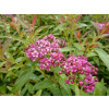 Tavolník japonský 'Dart's Red' - Spiraea japonica 'Dart's Red', Kontejner o objemu 1,5 litru