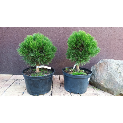 Borovice bělokorá Schmidtii (Pinus Heldreichii Schmidtii) - 30 cm
