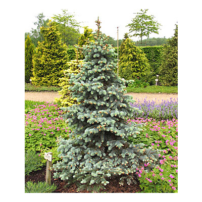 Picea pungens ´Retroflexa' Smrk pichlavý ´Retroflexa'