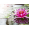 WEBLUX Fototapeta vliesová Pink lotus - 52988888 Růžový lotos, 200 x 144 cm