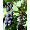 Amelanchier alnifolia 'Saskatoon Berry'® (Muchovník olšolistý)