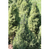 Smrk sivý Conica 60-70 cm (Picea glauca Conica)