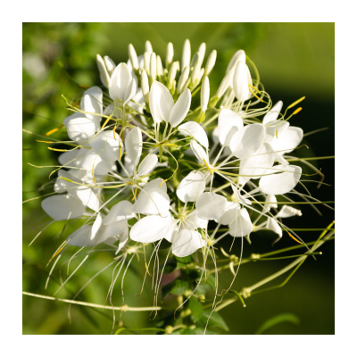 Luštěnice trnitá bílá - Cleome hassleriana - prodej semen - 10 ks