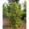 Taxus baccata ´Dovastonii Aurea´ Tis červený ´Dovastonii Aurea´