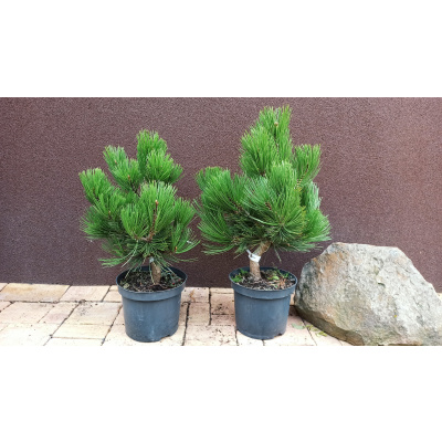Borovice bělokorá Malinki (Pinus heldreichii Malinki) - 40 - 50 cm