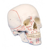 Lebka s označenými svaly - 3 části
