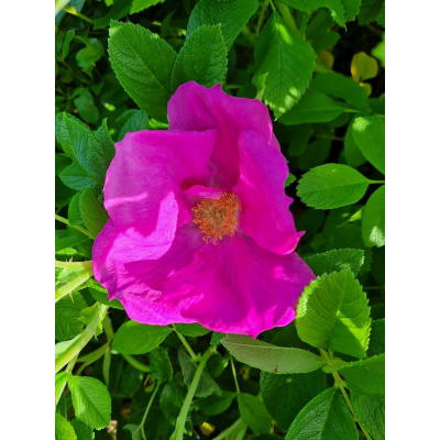 rosa rugosa ruze svraskala – Heureka.cz