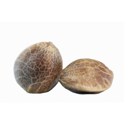 Sensi Seeds Big Bud semena neobsahují THC 5 ks