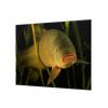 Ochranná deska lín kaprovitá ryba - 40x60cm / S lepením na zeď