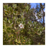 Woolly Tea Tree - Leptospermum lanigerum - prodej semen - 20 ks