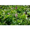 Rozrazil klasnatý 'Rosa Zwerg' - Veronica spicata 'Rosa Zwerg', Květník o průměru 9 cm