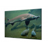Ochranná deska ryba jeseter ve vodě - 65x65cm / S lepením na zeď