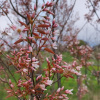 Aronie Arbo Muchovník stromový - Amelanchier arborea ´Robin Hill´ - 350 - 400 cm