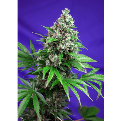 Sweet Seeds Killer Kush FAST Version Feminizovaná 3ks