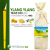 HOXI Tělové svíce HOXI® s YLANG YLANG v plátěném pytlíku 10ks