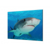 Ochranná deska dravá ryba žralok v moři - 60x60cm / S lepením na zeď