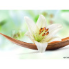 WEBLUX Fototapeta vliesová Beautiful white lily flower on a coco palm leaf - 64734050 Krásná bílá lilie květ na kokosovém palmovém listu, 200 x 144 cm